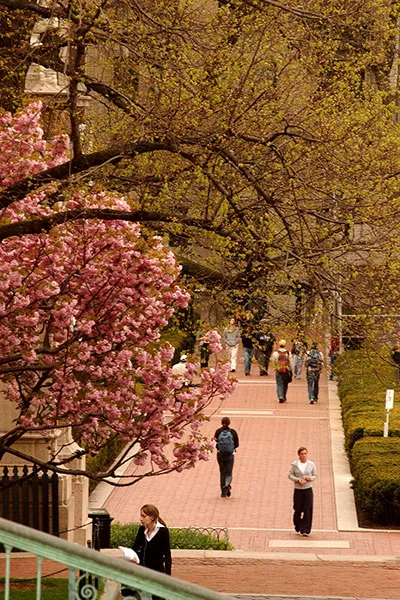 Spring time blossoms in a tree along Hamilton Walkway